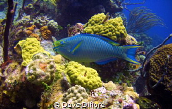 Green Parrot fish crusin by Dave Difiore 